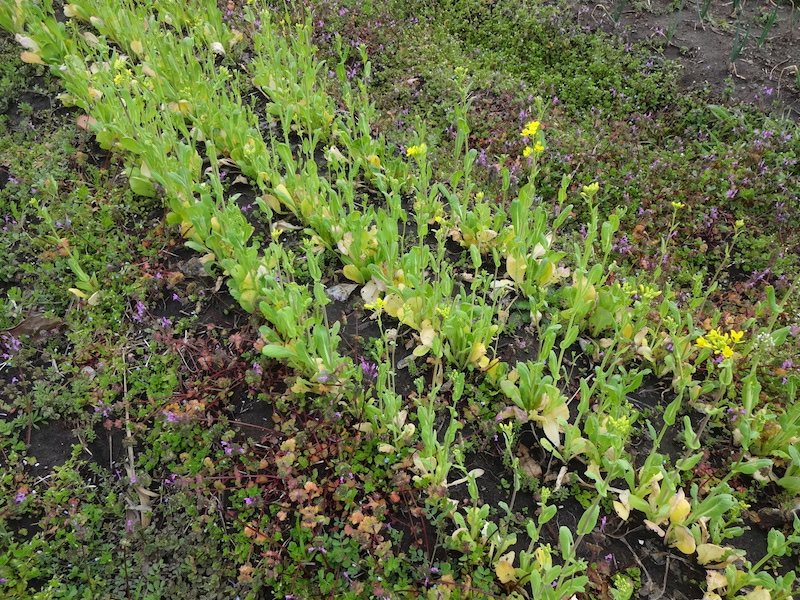 自給畑　自然菜　無添加栽培　コマツナ