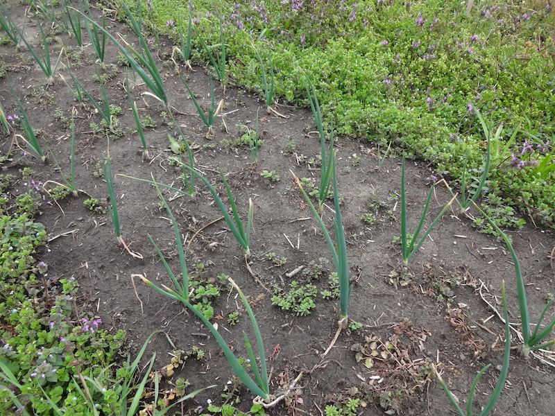 自給畑　自然菜　無添加栽培　タマネギ