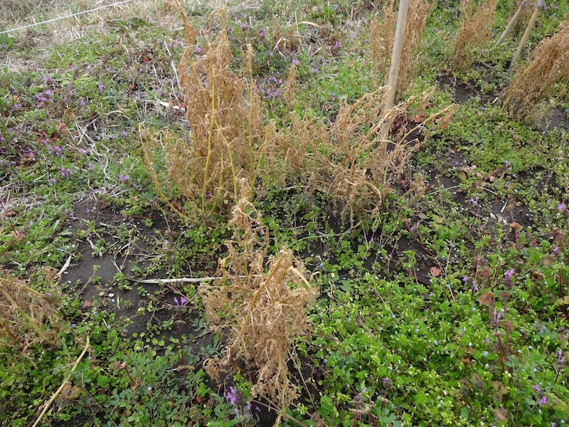 自給畑　自然菜　無添加栽培　ヒヨコマメ