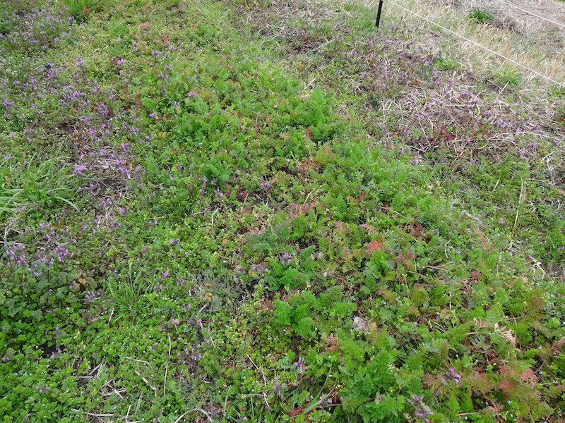 自給畑　自然菜　無添加栽培　ニンジン