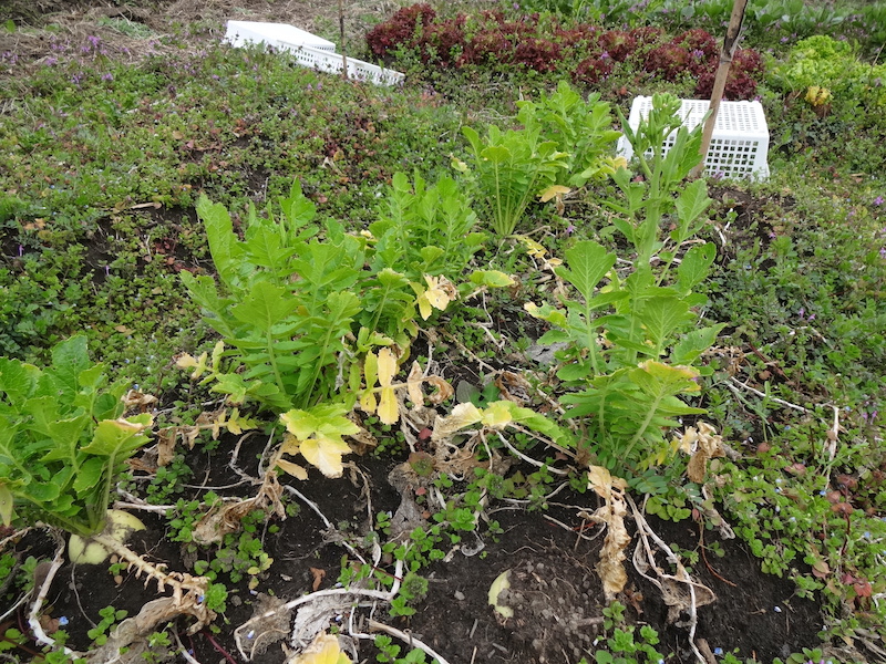 自給畑　自然菜　無添加栽培　ウツギゲンスケダイコン
