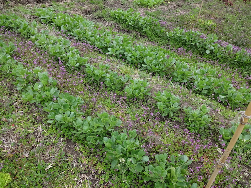 自給畑　自然菜　無添加栽培　ソラマメ