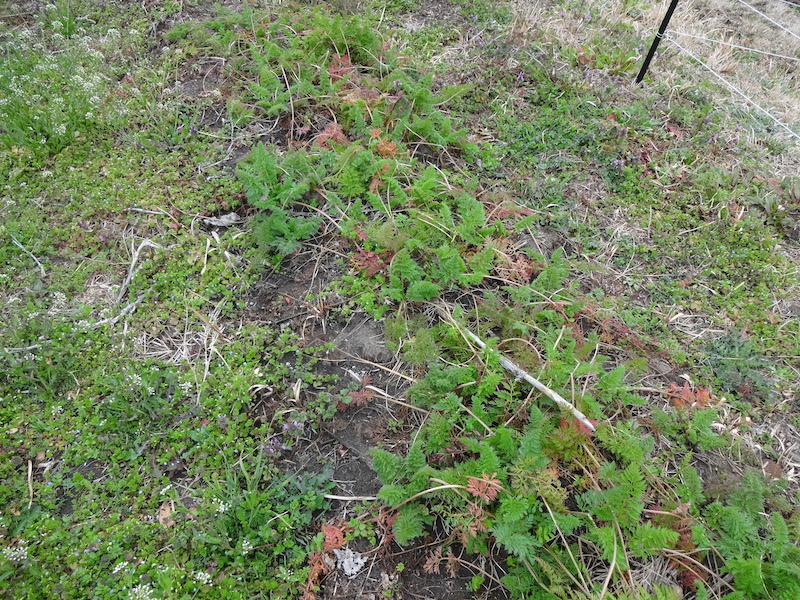 自給畑　自然菜　無添加栽培　ニンジン