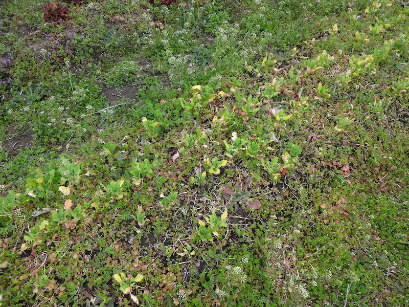 自給畑　自然菜　無添加栽培　カブ