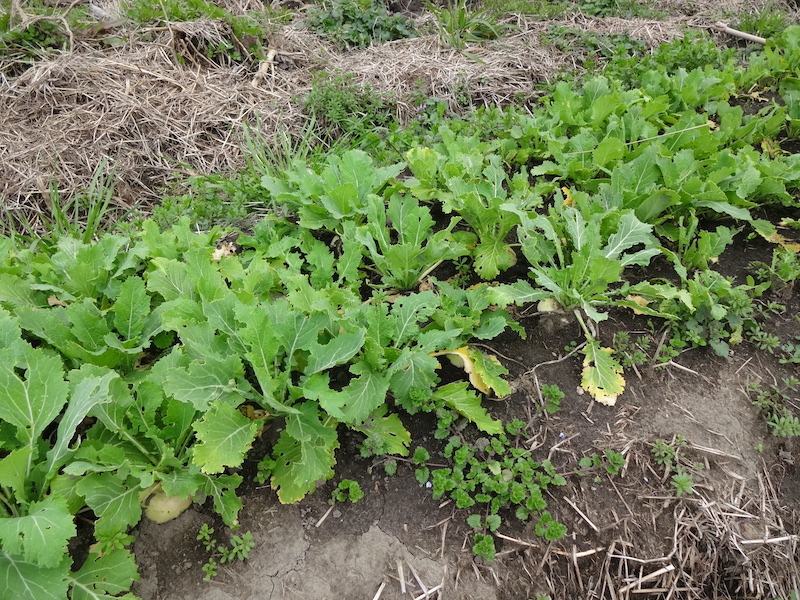 自給畑　自然菜　無添加栽培　カブ