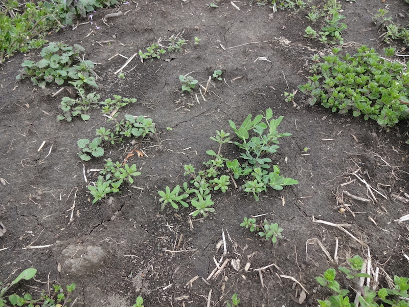 自給畑　自然菜　無添加栽培　スナップ