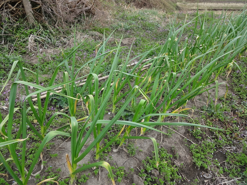 自給畑　自然菜　無添加栽培　ニンニク