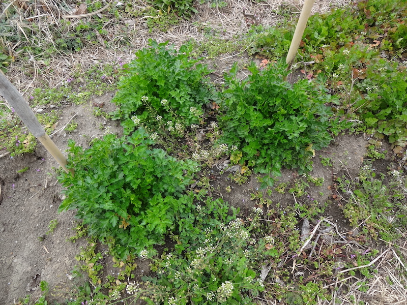 自給畑　自然菜　無添加栽培　イタリアンパセリ
