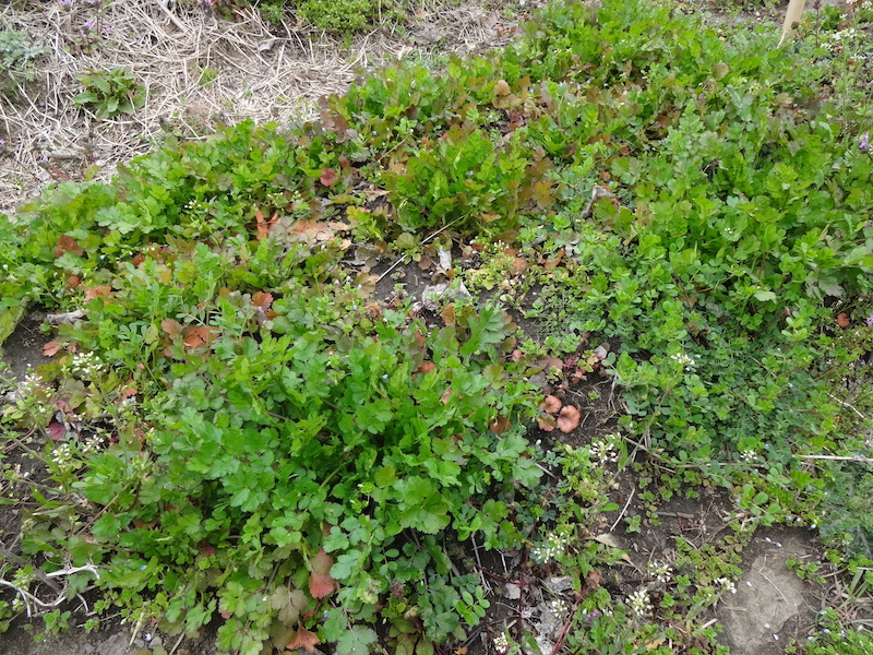 自給畑　自然菜　無添加栽培　パクチー