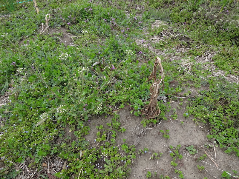 自給畑　自然菜　無添加栽培　ジャガイモ