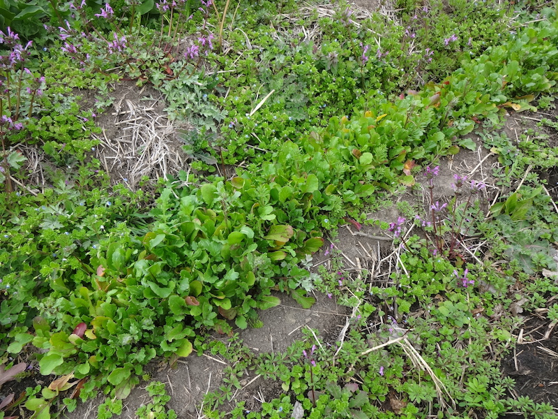 自給畑　自然菜　無添加栽培　ルッコラ
