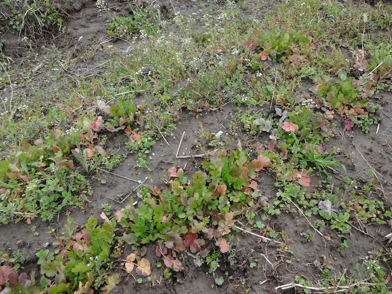 自給畑　自然菜　無添加栽培　パクチー