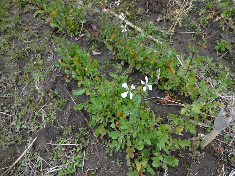 自給畑　自然菜　無添加栽培　ルッコラ