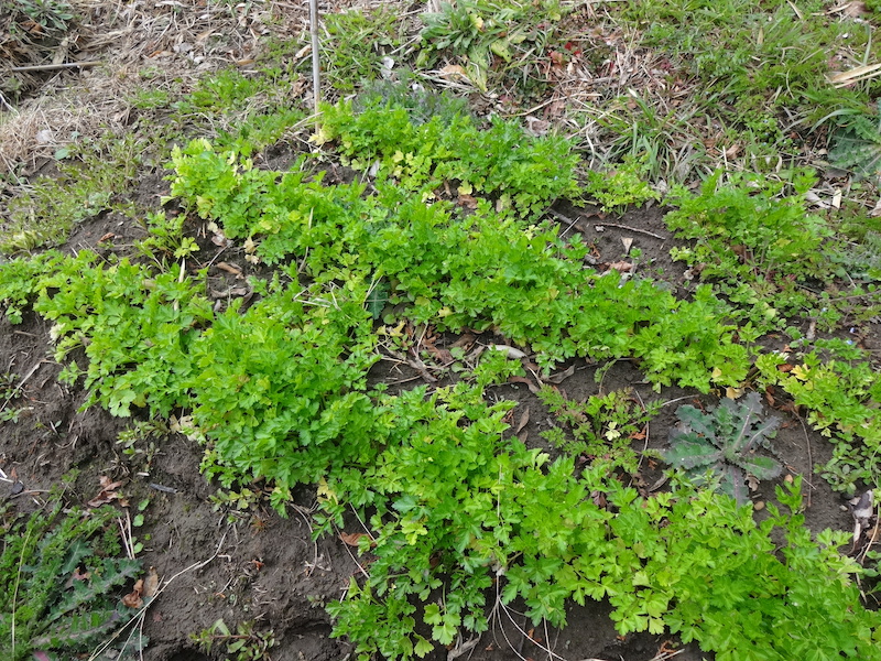 自給畑　自然菜　無添加栽培　イタリアンパセリ