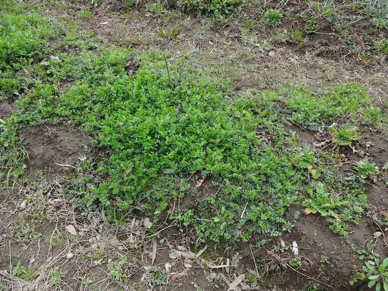 自給畑　自然菜　無添加栽培　コウシンダイコン