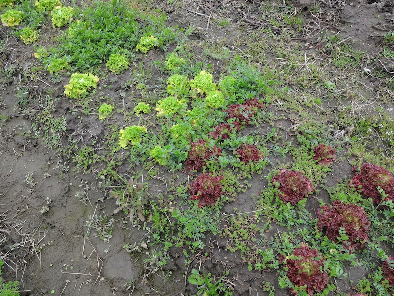 自給畑　自然菜　無添加栽培　レタス