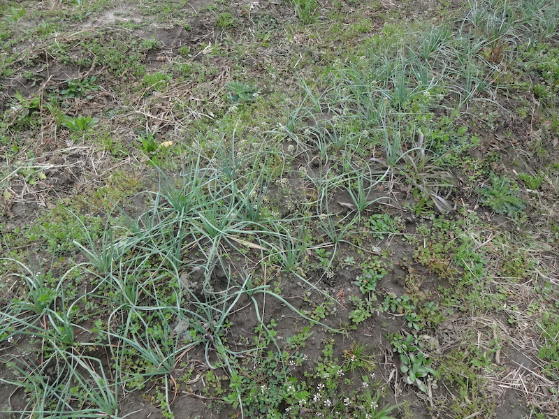 自給畑　自然菜　無添加栽培　ラッキョウ