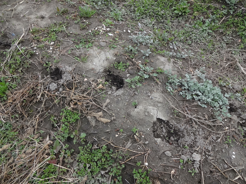 自給畑　自然菜　無添加栽培　イノシシ