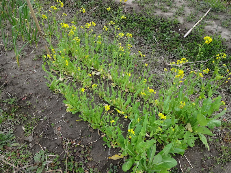 自給畑　自然菜　無添加栽培　コマツナ