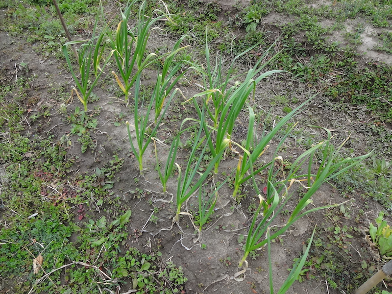 自給畑　自然菜　無添加栽培　ニンニク