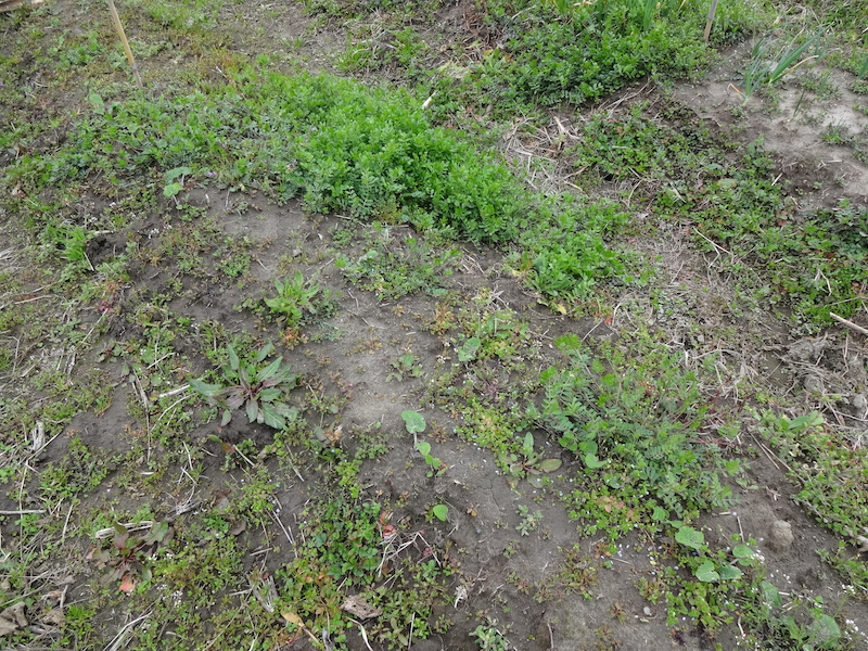 自給畑　自然菜　無添加栽培　ゴボウ