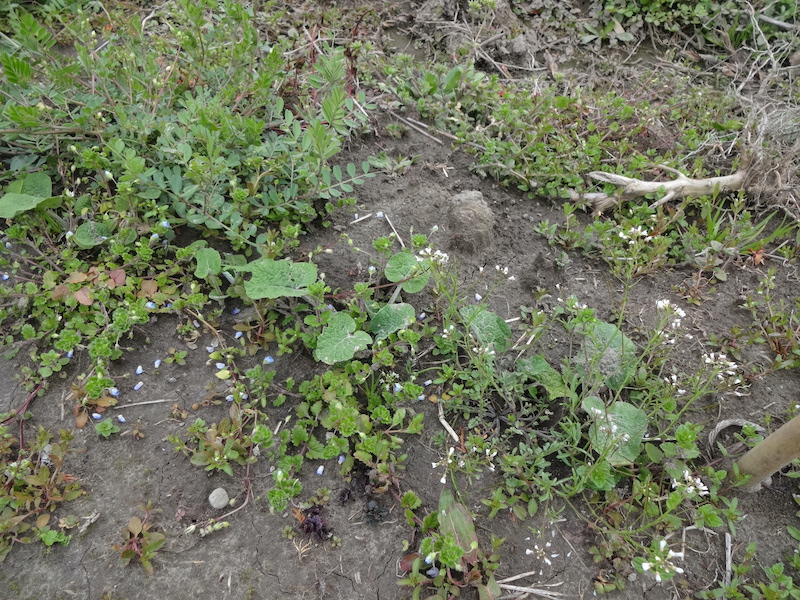 自給畑　自然菜　無添加栽培