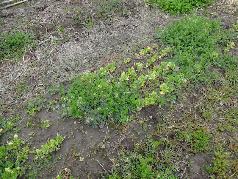 自給畑　自然菜　無添加栽培　コカブ