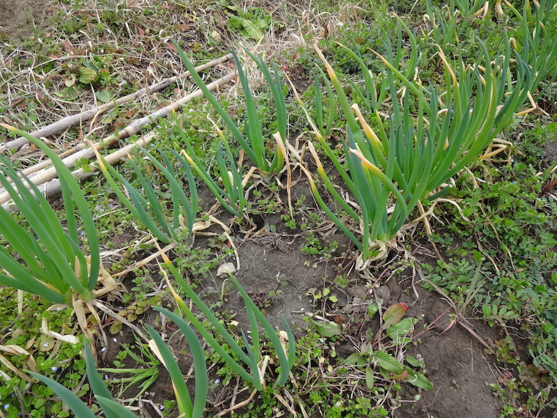 自給畑　自然菜　無添加栽培　クジョウネギ