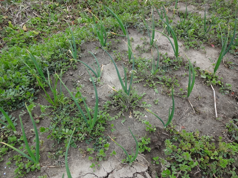 自給畑　自然菜　無添加栽培　タマネギ