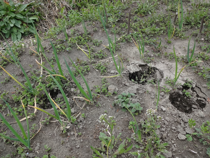 自給畑　自然菜　無添加栽培　クジョウネギ