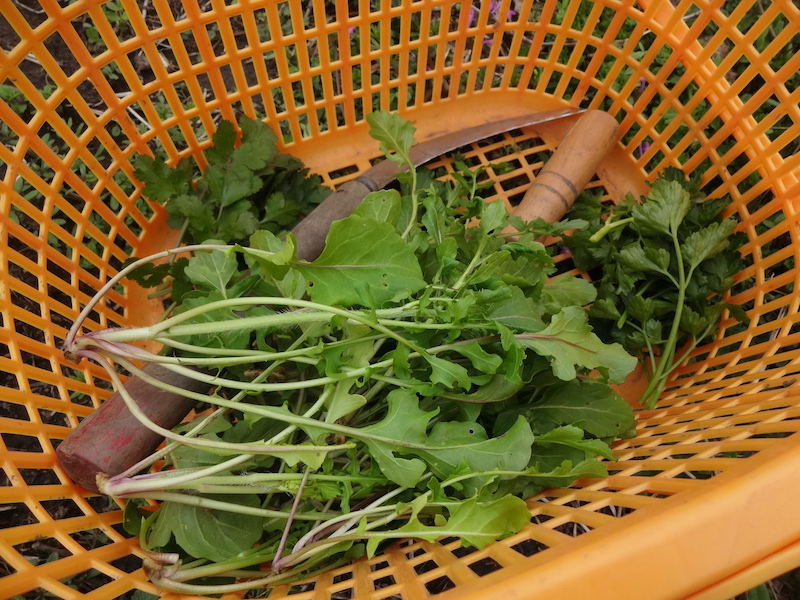 自給畑　自然菜　移植カブ