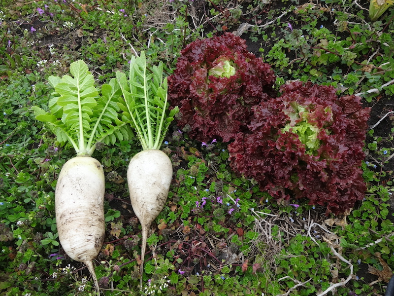 自給畑　自然菜　移植カブ