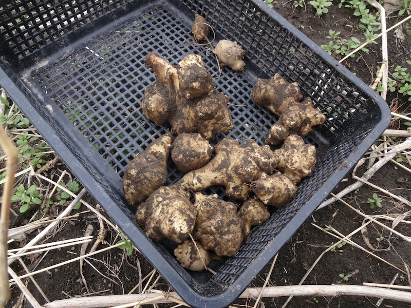 自給畑　自然菜　移植カブ