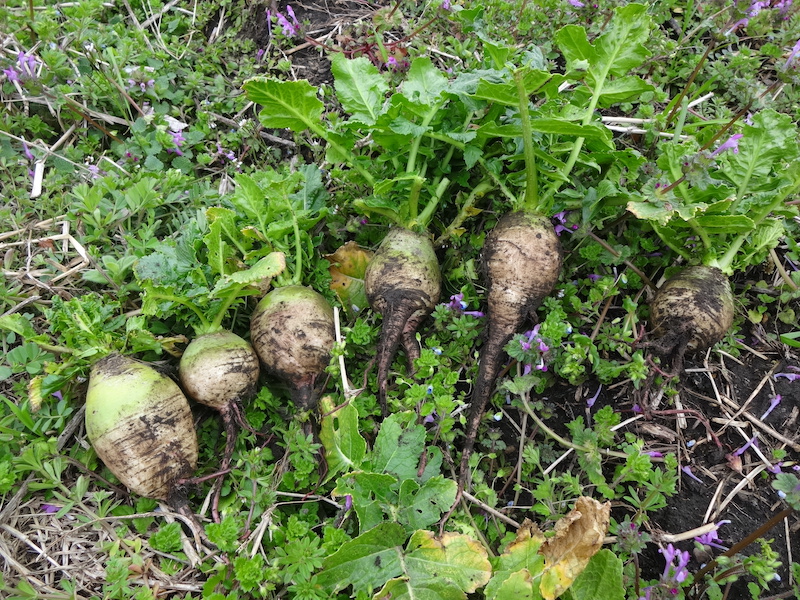 自給畑　自然菜　移植カブ