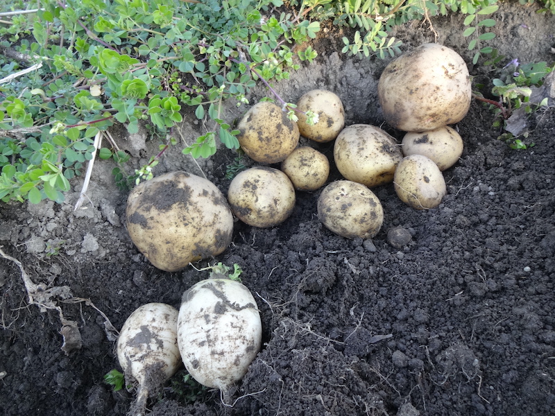 無添加栽培　自給畑　自然菜　ジャガイモ　ウコン　ホウレンソウ