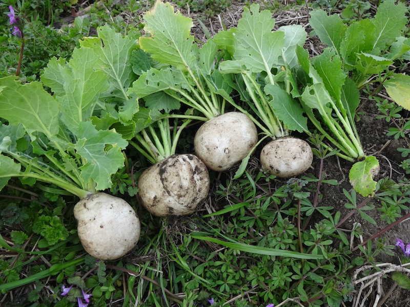無添加栽培　自給畑　自然菜　ジャガイモ　ウコン　ホウレンソウ