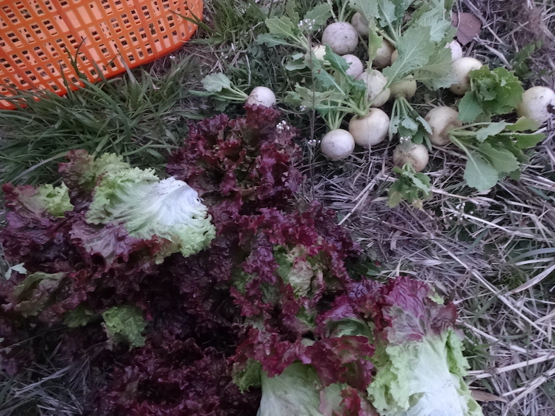 無添加栽培　自給畑　自然菜　ジャガイモ　ウコン　ホウレンソウ