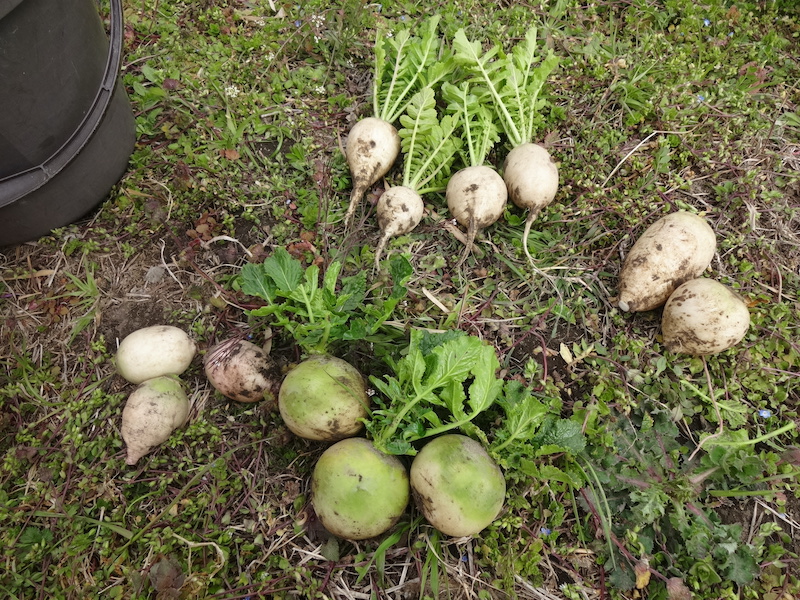 無添加栽培　自給畑　自然菜　ジャガイモ　ウコン　ホウレンソウ