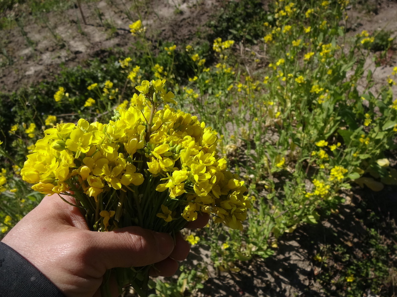 無添加栽培　自給畑　自然菜　ジャガイモ　ウコン　ホウレンソウ