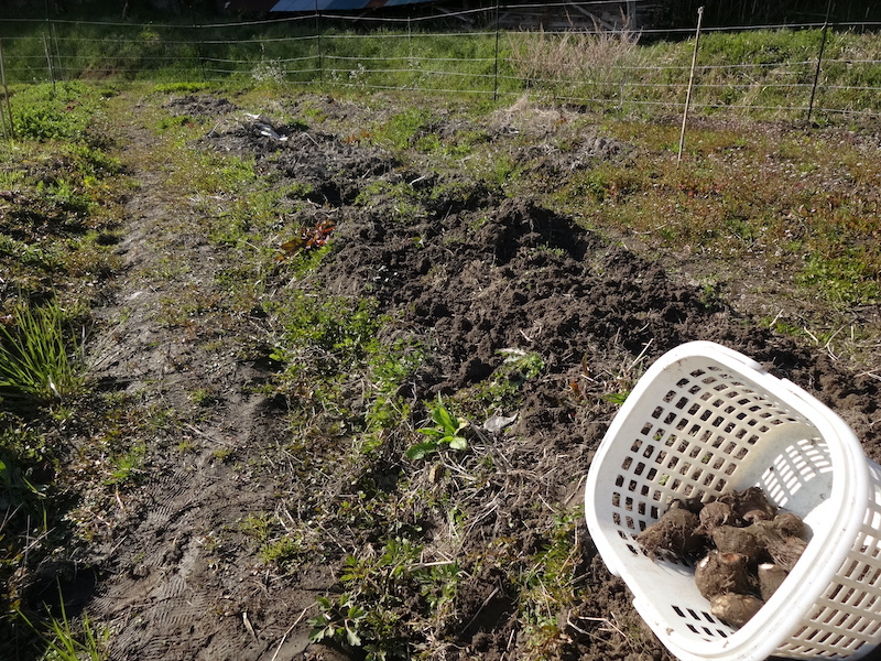 無添加栽培　自給畑　自然菜　ジャガイモ　ウコン　ホウレンソウ