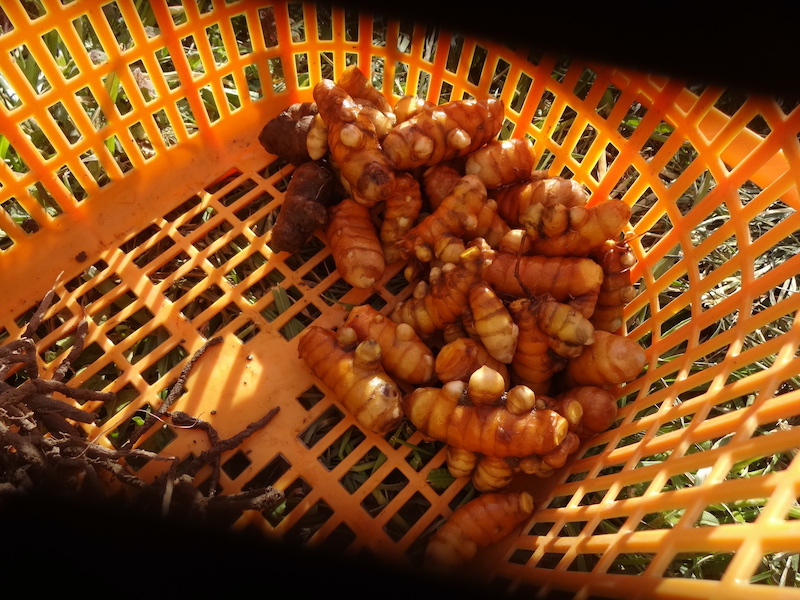 無添加栽培　自給畑　自然菜　ジャガイモ　ウコン　ホウレンソウ