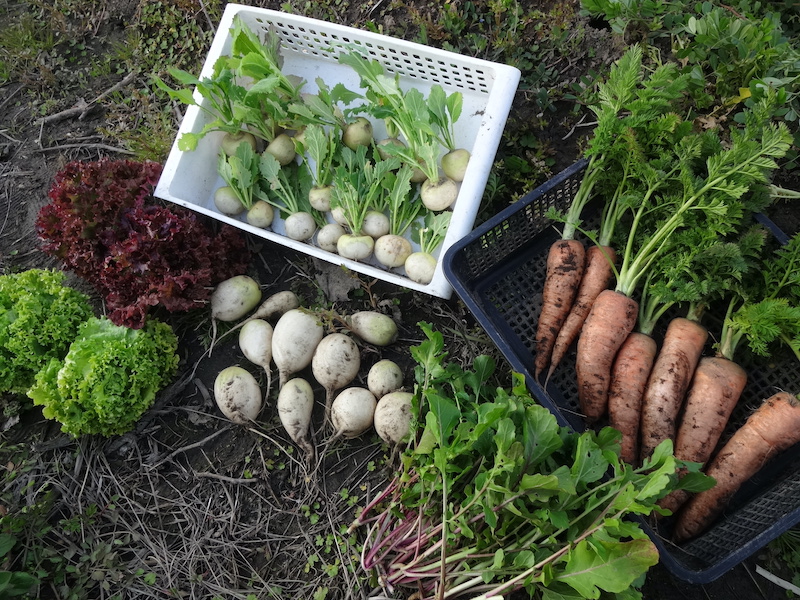 無添加栽培　自給畑　自然菜　ジャガイモ　ウコン　ホウレンソウ